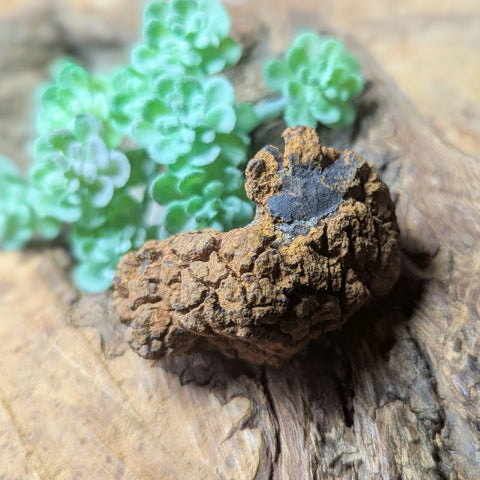Dino Poop~ Coprolite~CRFCDP09