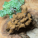 Dino Poop~ Coprolite~CRFCDP16