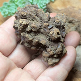 Dino Poop~ Coprolite~CRFCDP17